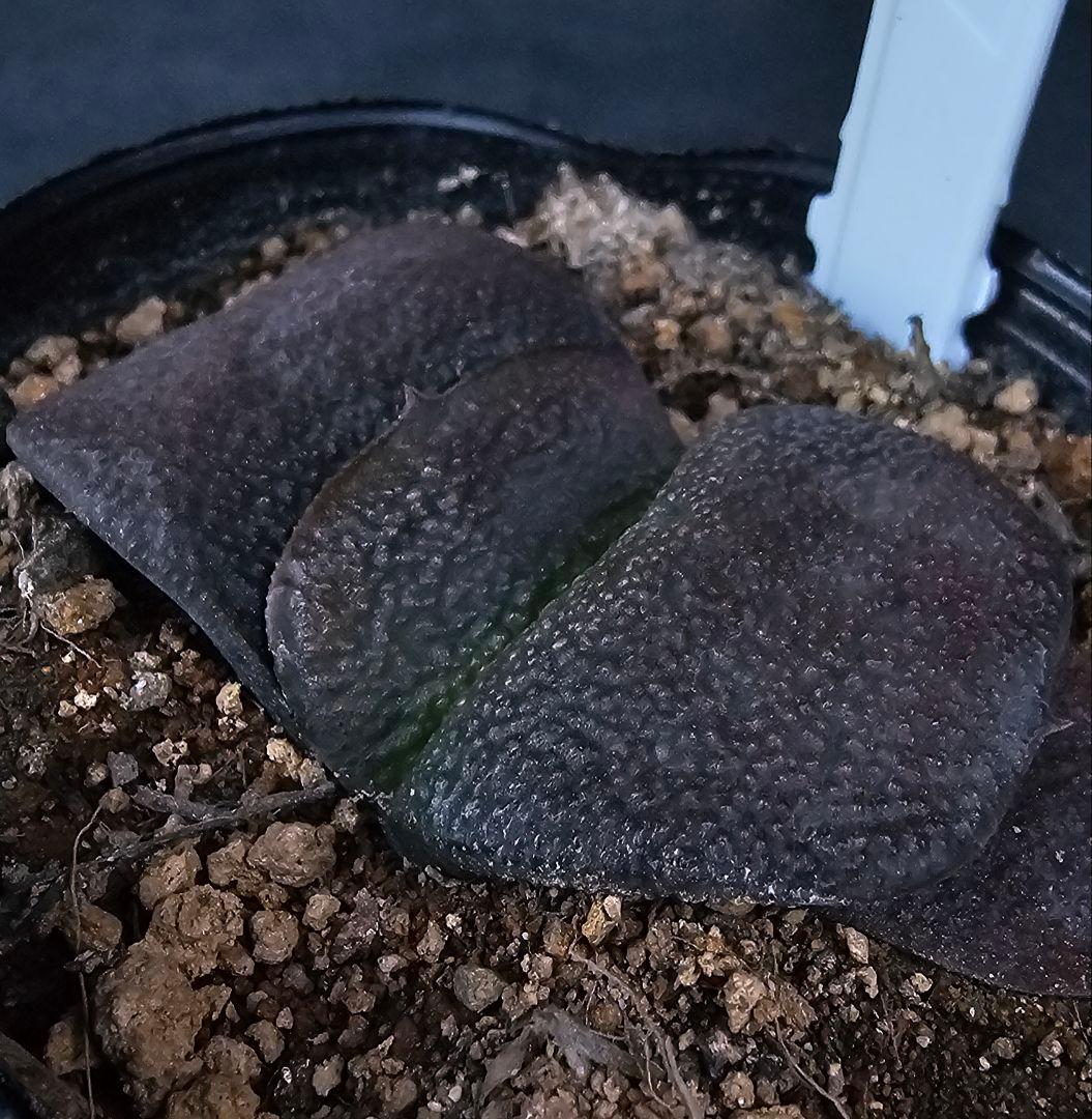 メルカリ便発送&ロウルサンコさんラベル付き☆多肉植物 ガステリア 臥牛 王頭