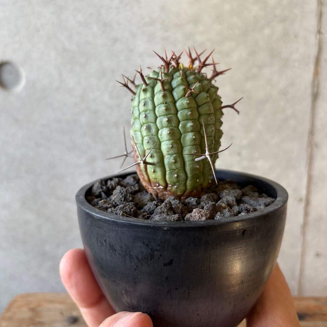 群星冠 ステリスピナ ユーフォルビア