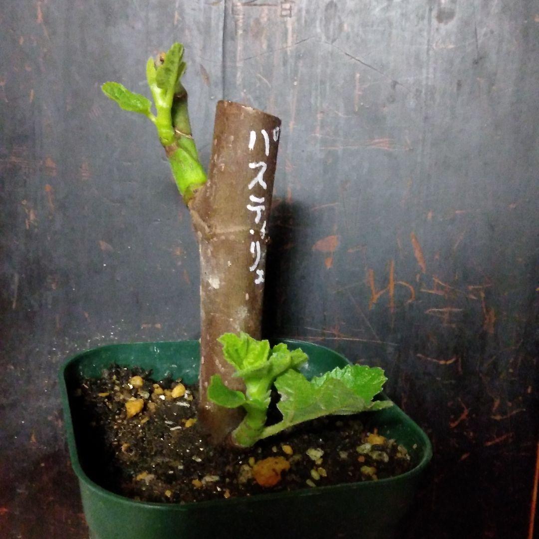 【確認用・・四つ葉のクローバー】