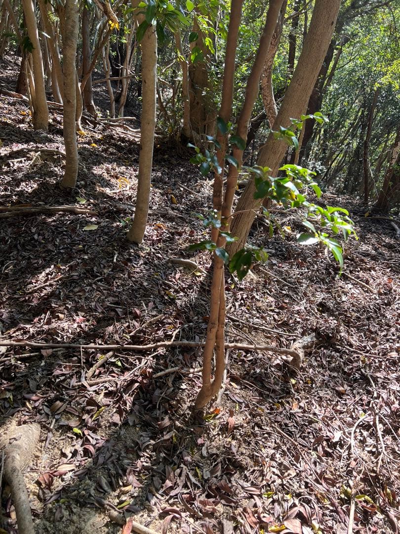 現品　ヒサカキ　ビシャコ　姫榊　特大苗　極上　2mほど　山採り 自然樹形