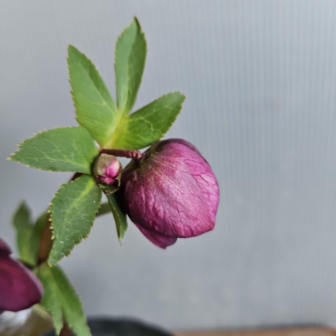 ㉖-333クリスマスローズ