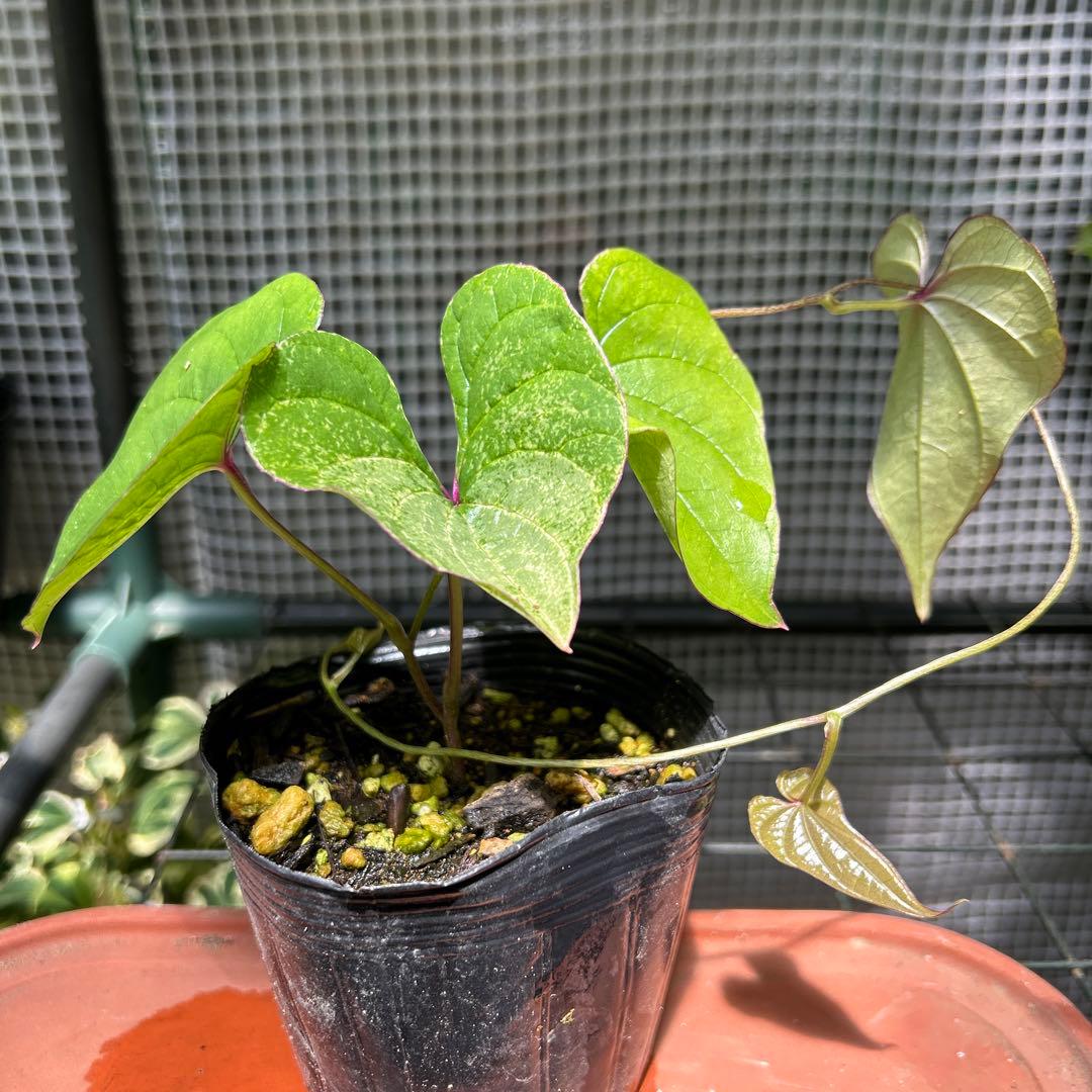 販売停止 斑入り やまいも 苗 ①