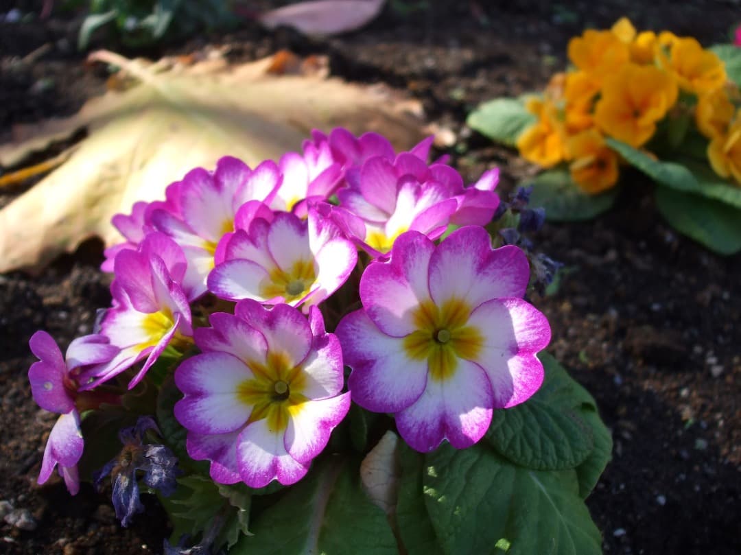 実写美⭕️【動作確認済み】FUJIFILM FinePix A900