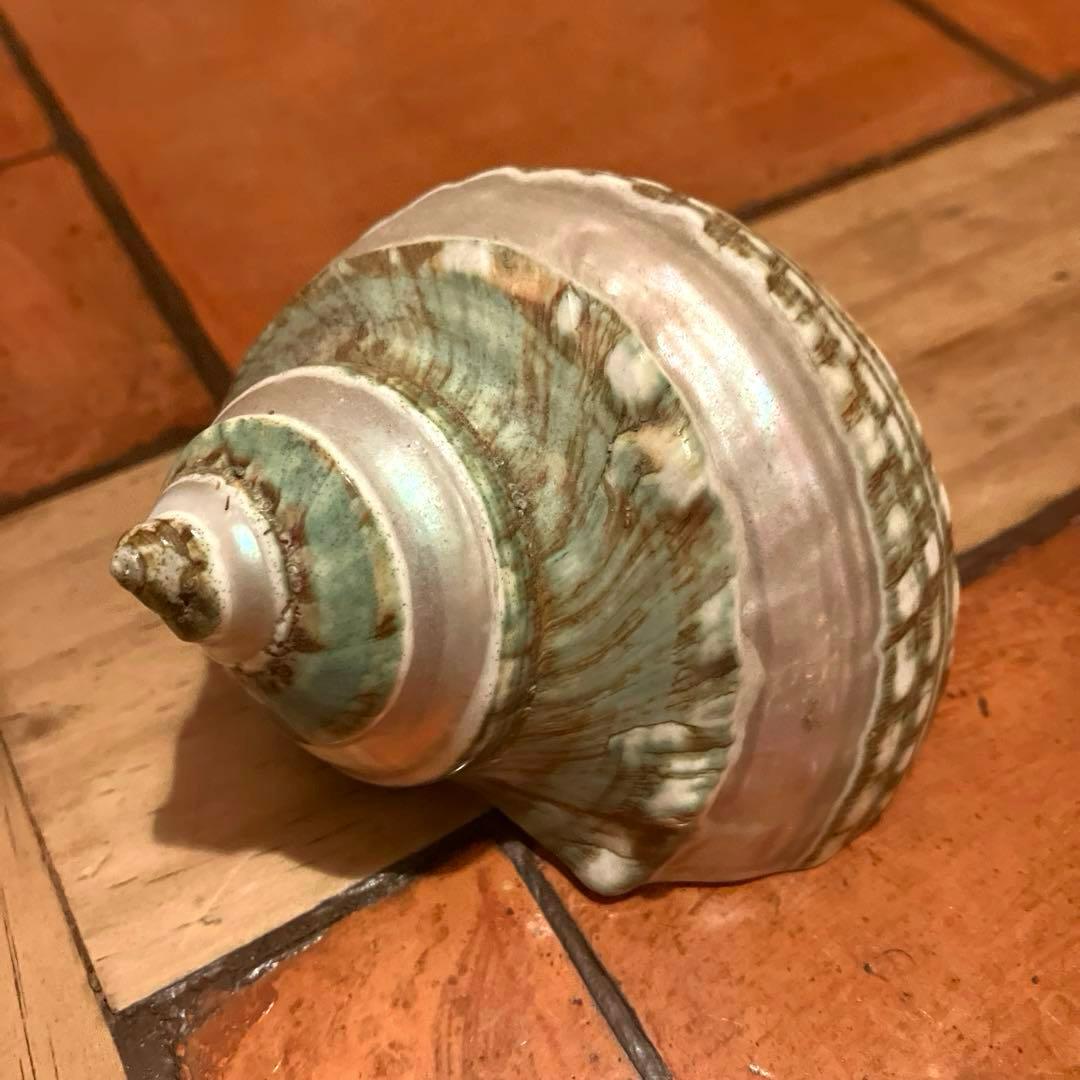 ✨貝殻セット✨　シェル　アソート　インテリア雑貨