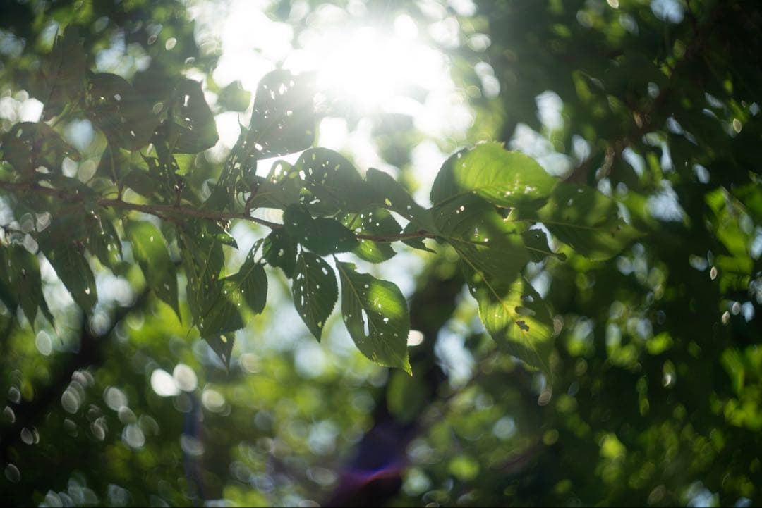 美品+ 分解清掃済 Helios-44-2 58mm f2 ぐるぐるボケ 21