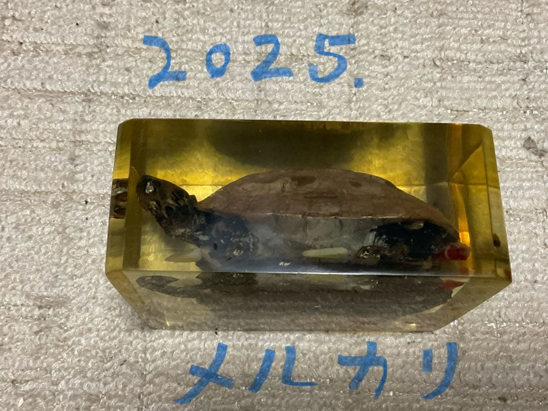 レジン亀／クサガメのレジン標本となります。【お土産品で購入した物です。】。