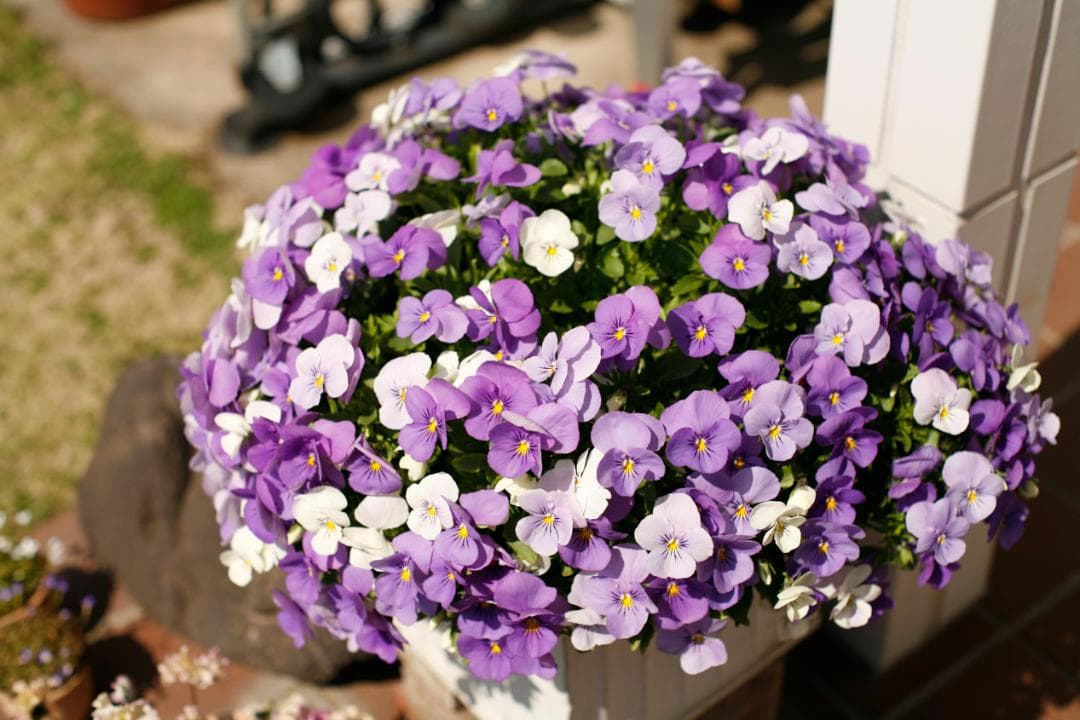 フィルムカメラ PENTAX SMC TAKUMAR f1.4 50mm M42 L75