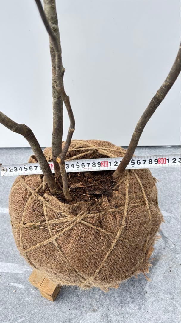 美しい樹形が魅力的 山採り ハイノキ 株立 644 樹高1.5m位 高級樹