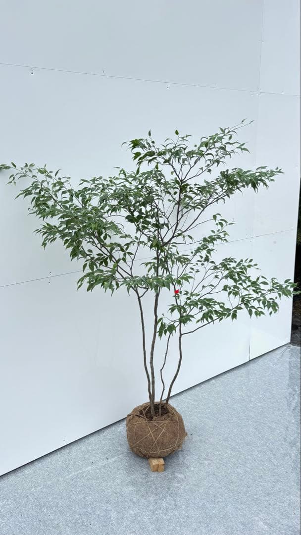 美しい樹形が魅力的 山採り ハイノキ 株立 644 樹高1.5m位 高級樹