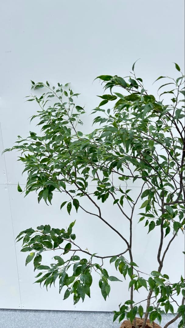 美しい樹形が魅力的 山採り ハイノキ 株立 644 樹高1.5m位 高級樹