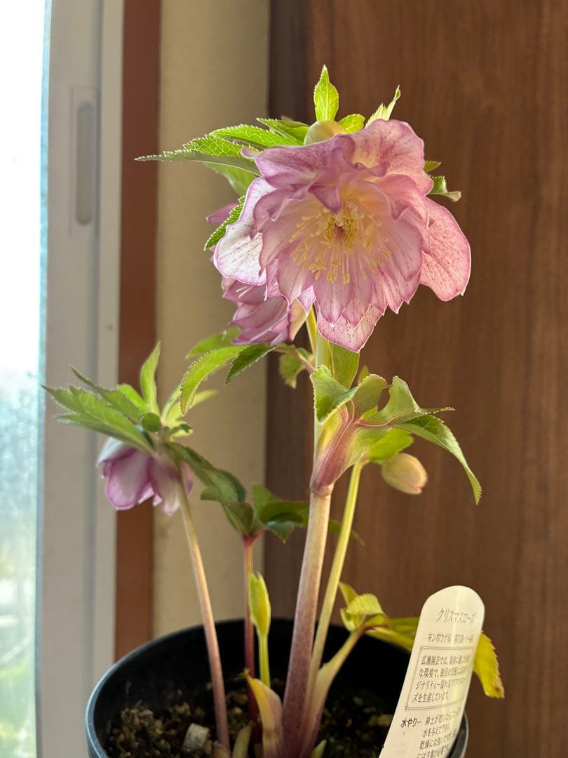 ♡広瀬園芸♡ 横向きホワイトピンクゴールド