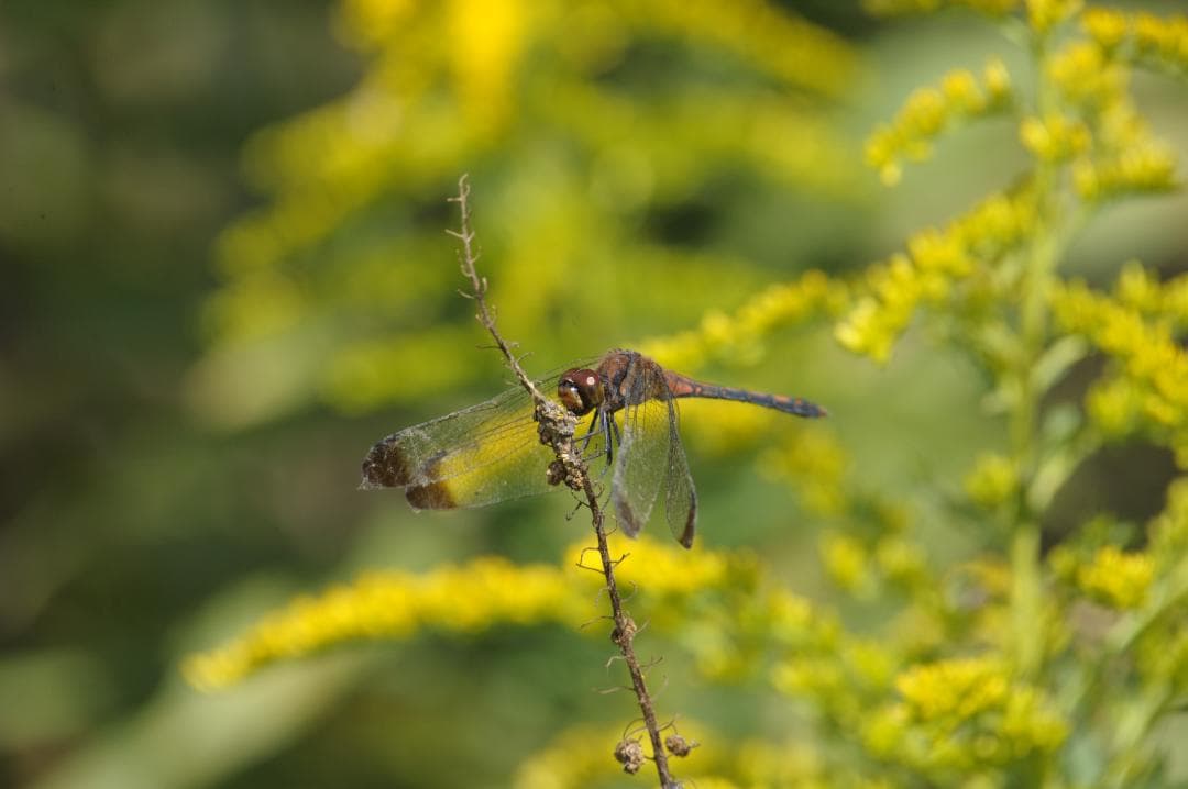 Sigma AF Apo Tele Macro 400mm f5.6 Fマウント