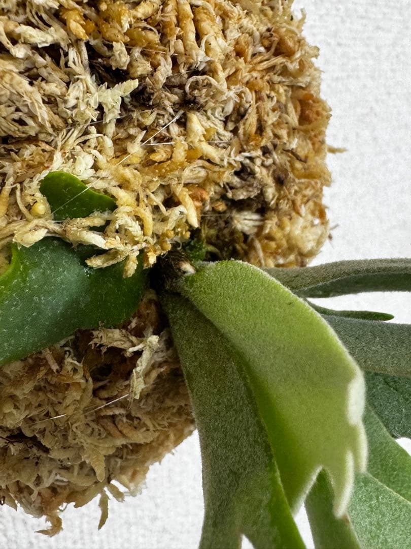P. willinckii 'OMG'spore コルク　ビカクシダ