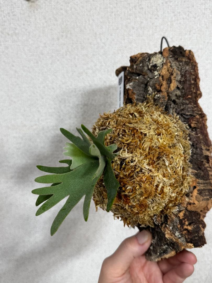 P. willinckii 'OMG'spore コルク　ビカクシダ