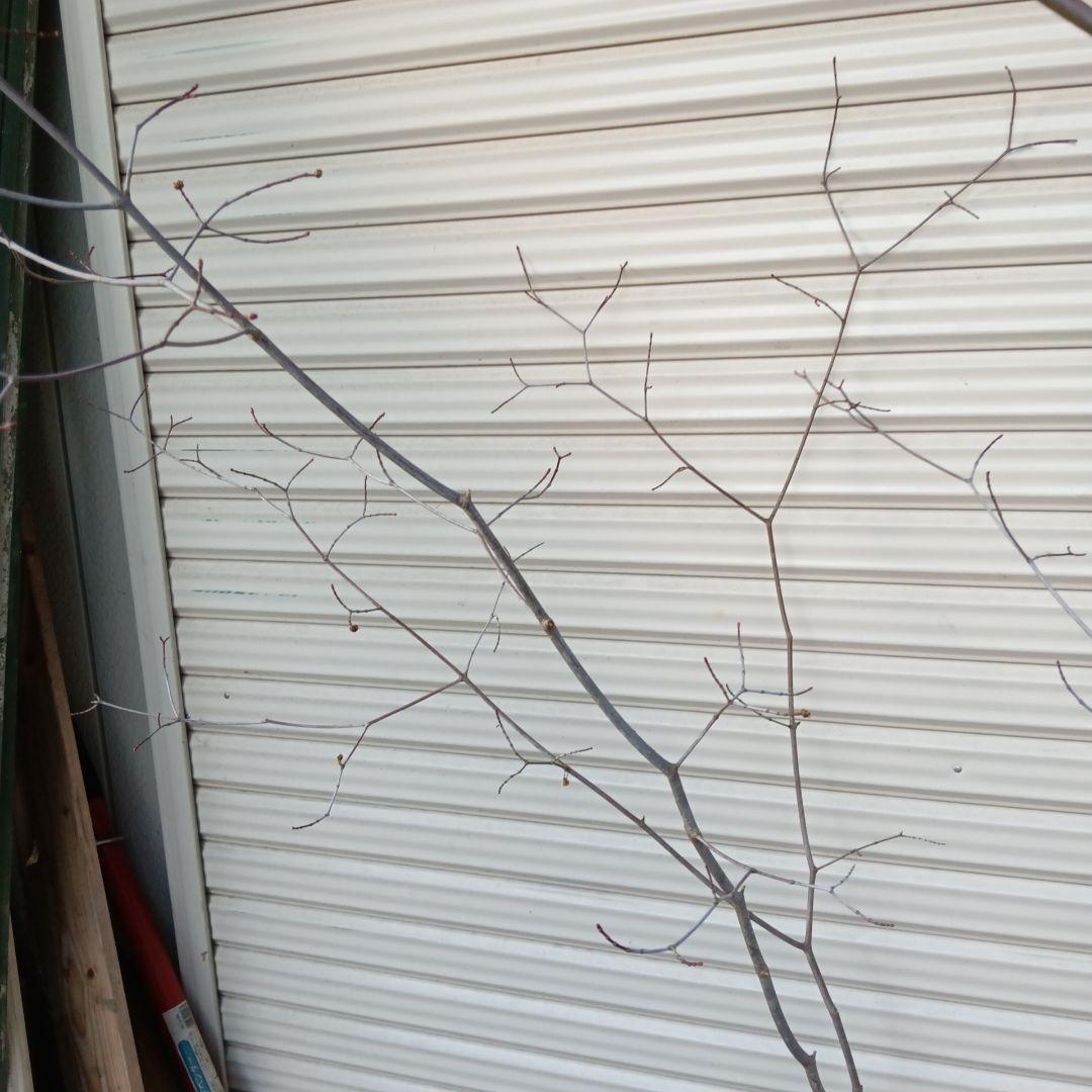 コハウチワカエデ　山採り