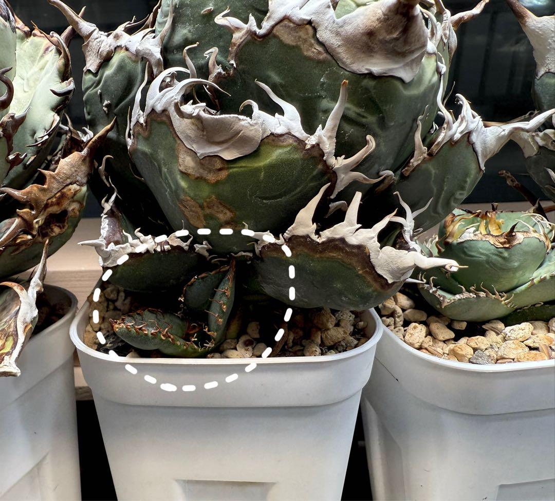 【チタノタ悪魔系統】アガベオテロイ子株 検)ディアボロ悪魔君 スーパーチタノタ