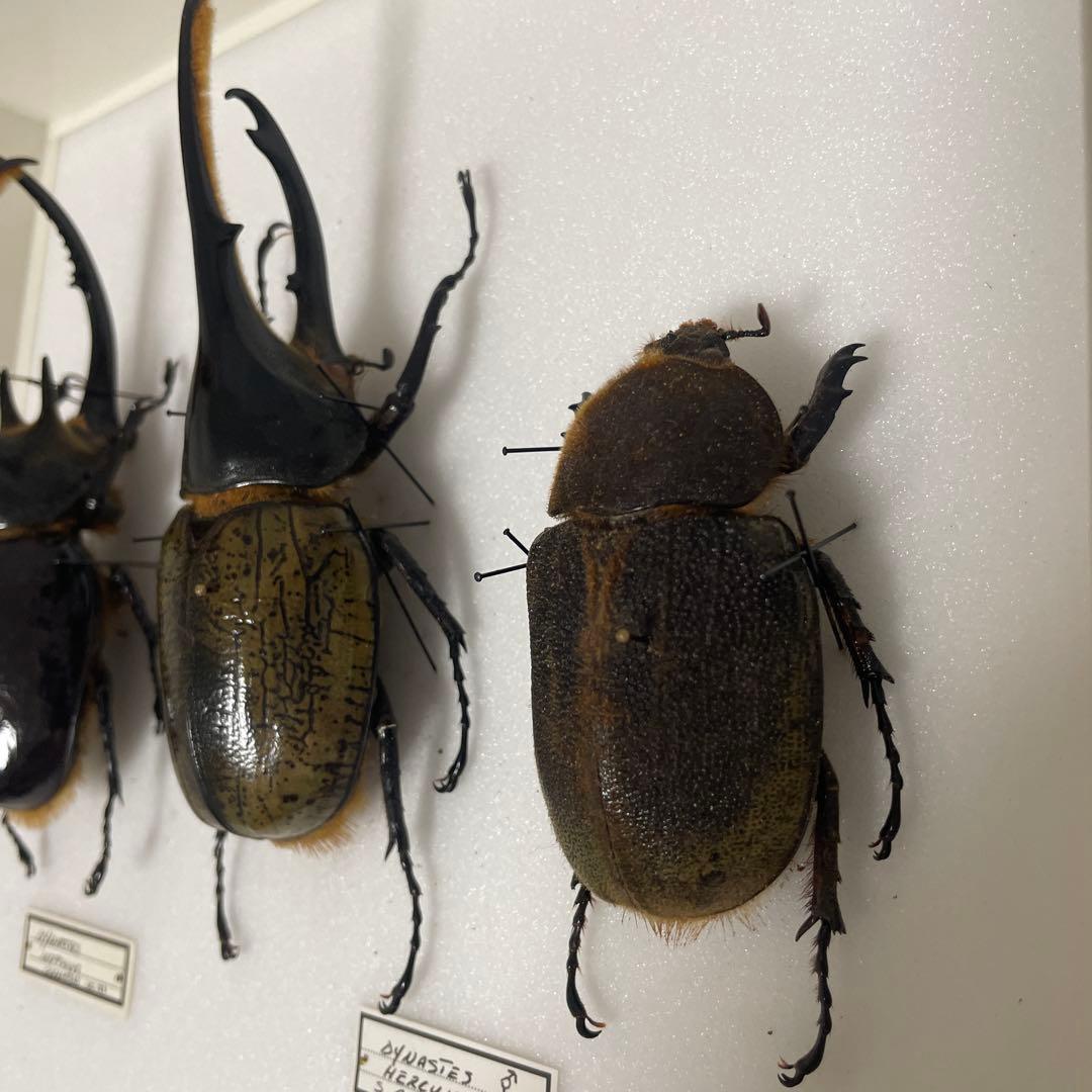 カブトムシ標本 6匹セット フレーム付き