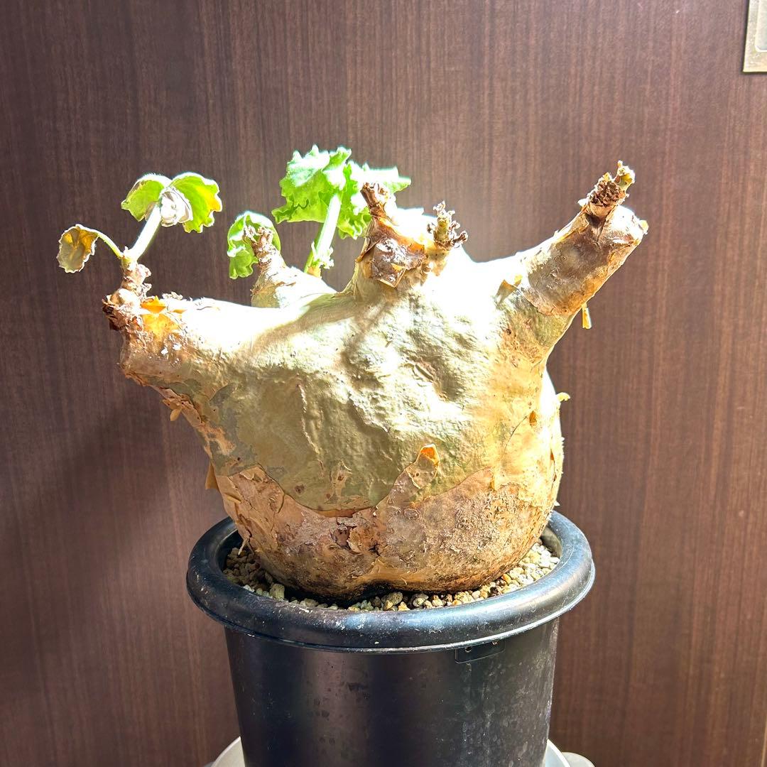 【まん丸大美株】キフォステンマ マクロプス 発根済 コレクション株 現地球