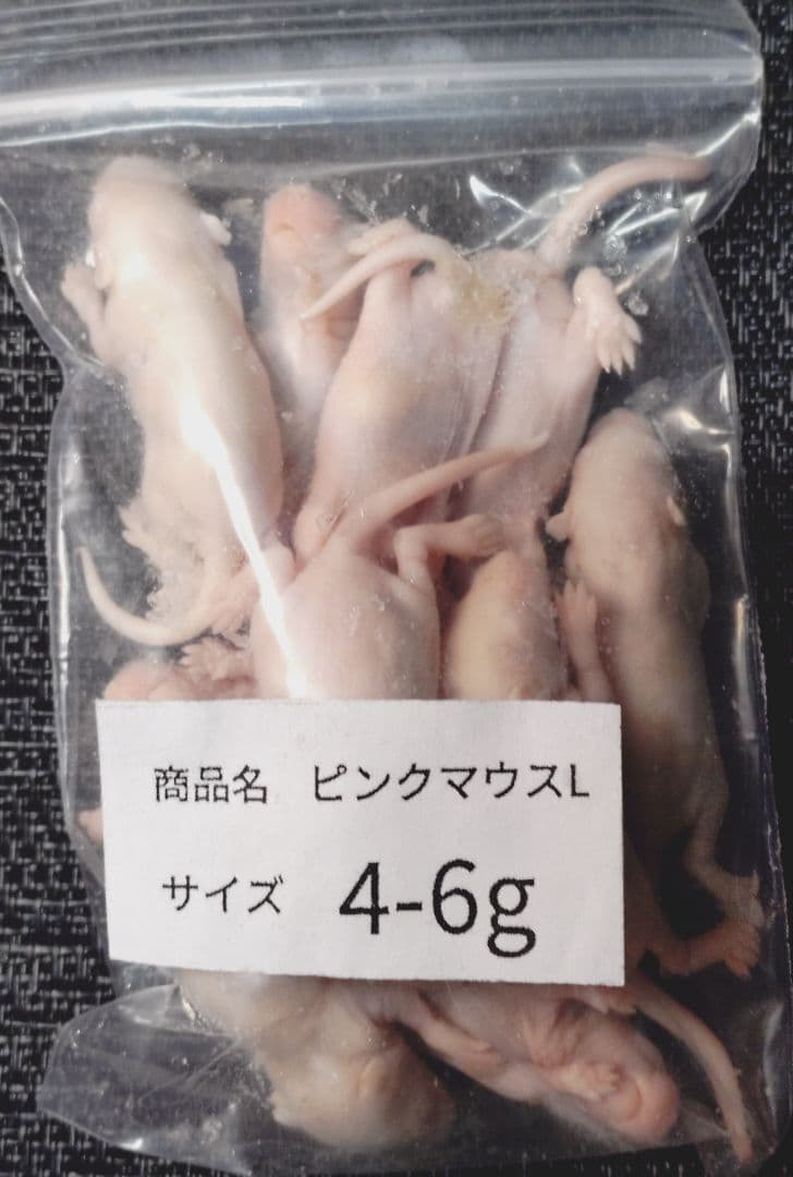 ココ 送料無料　訳あり冷凍ヒヨコ100羽　ピンクマウスＬ100匹