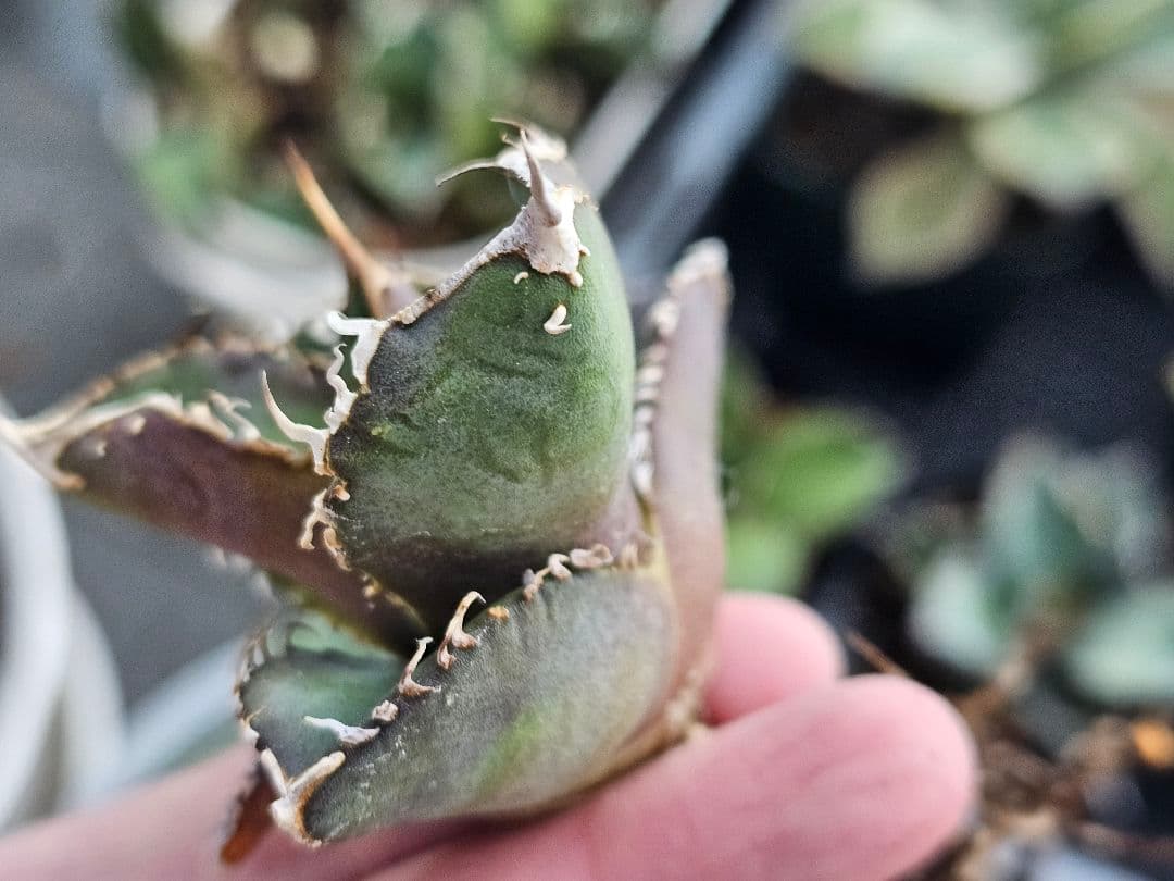 アガベ　チタノタ　満天星　TC ぶつぶつ 台湾産正規品 根付き苗 台湾産正規品