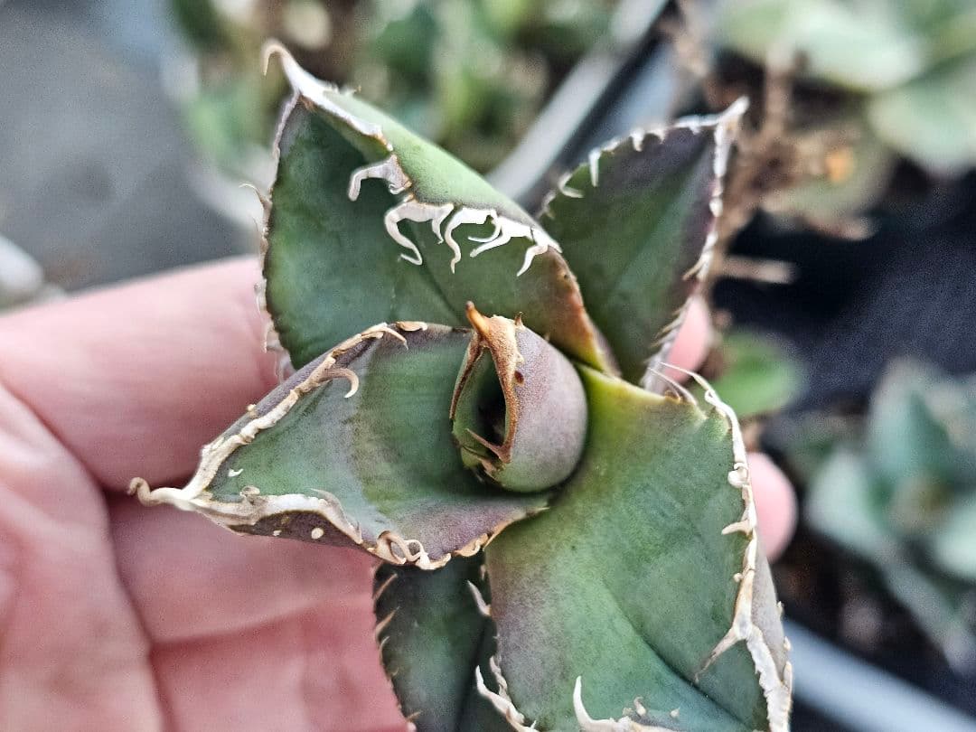 アガベ　チタノタ　満天星　TC ぶつぶつ 台湾産正規品 根付き苗 台湾産正規品