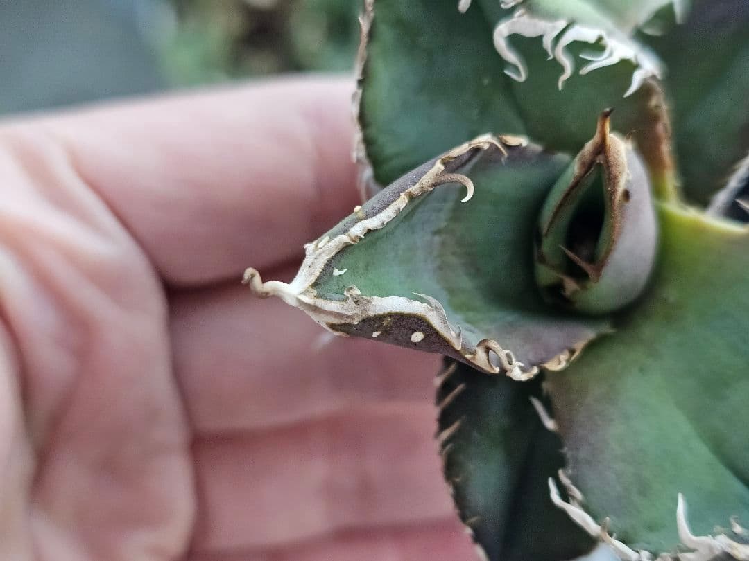 アガベ　チタノタ　満天星　TC ぶつぶつ 台湾産正規品 根付き苗 台湾産正規品