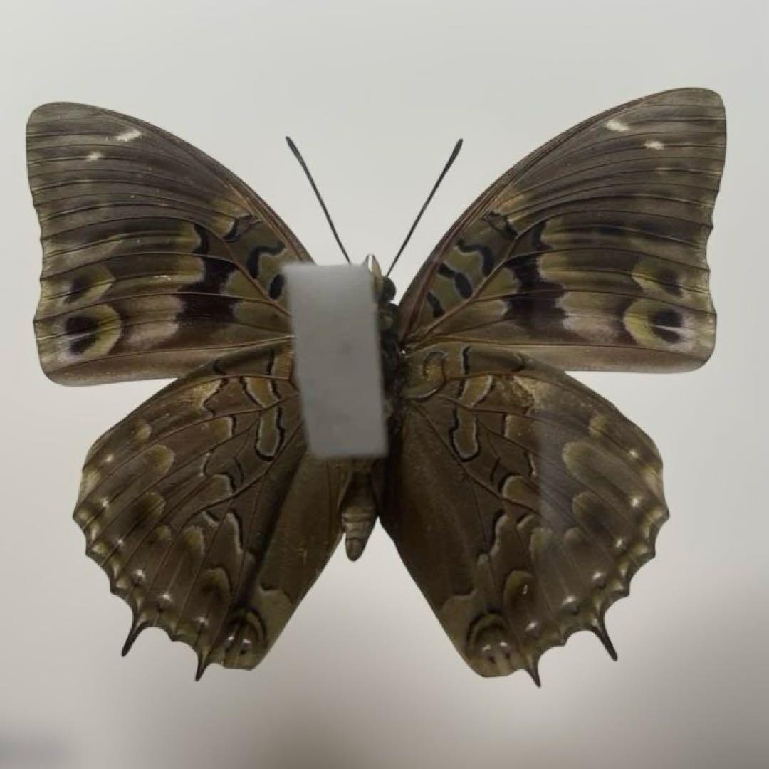 蝶標本ルリモンフタオ超美麗