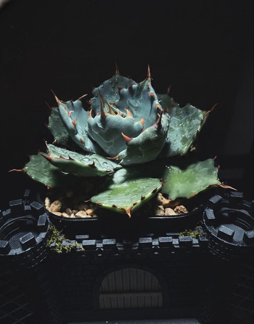 ピロちゃん　アガベhyb 姫蠍蟹　※子株　※2株のお値段