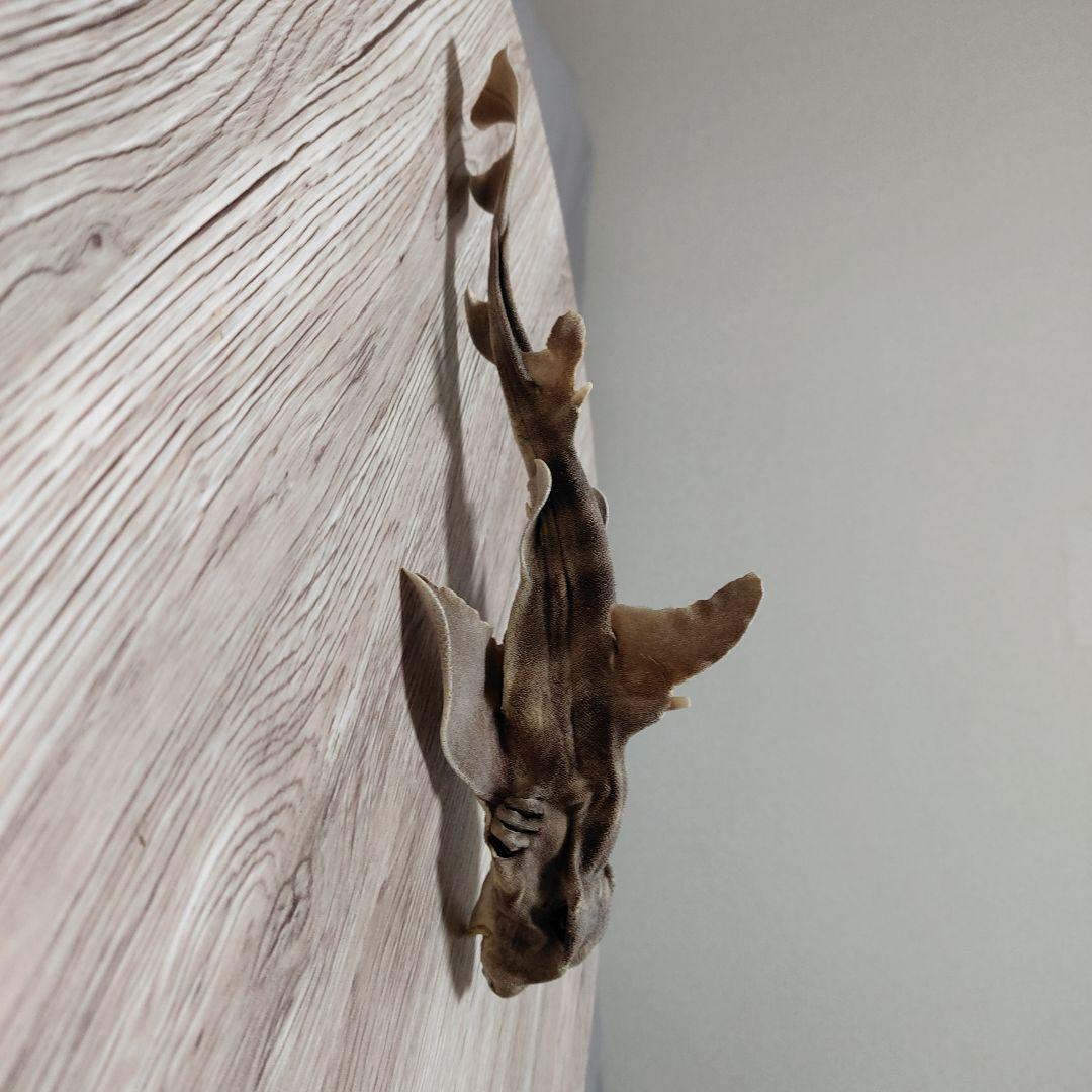 ネコザメ乾燥標本