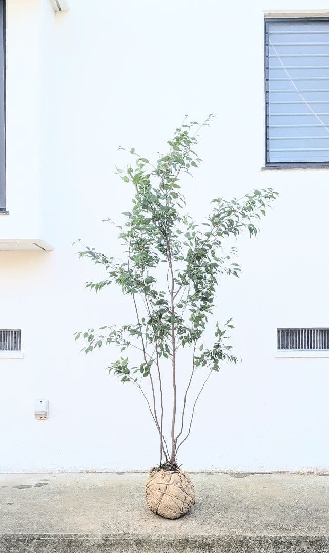 山採りハイノキ株。