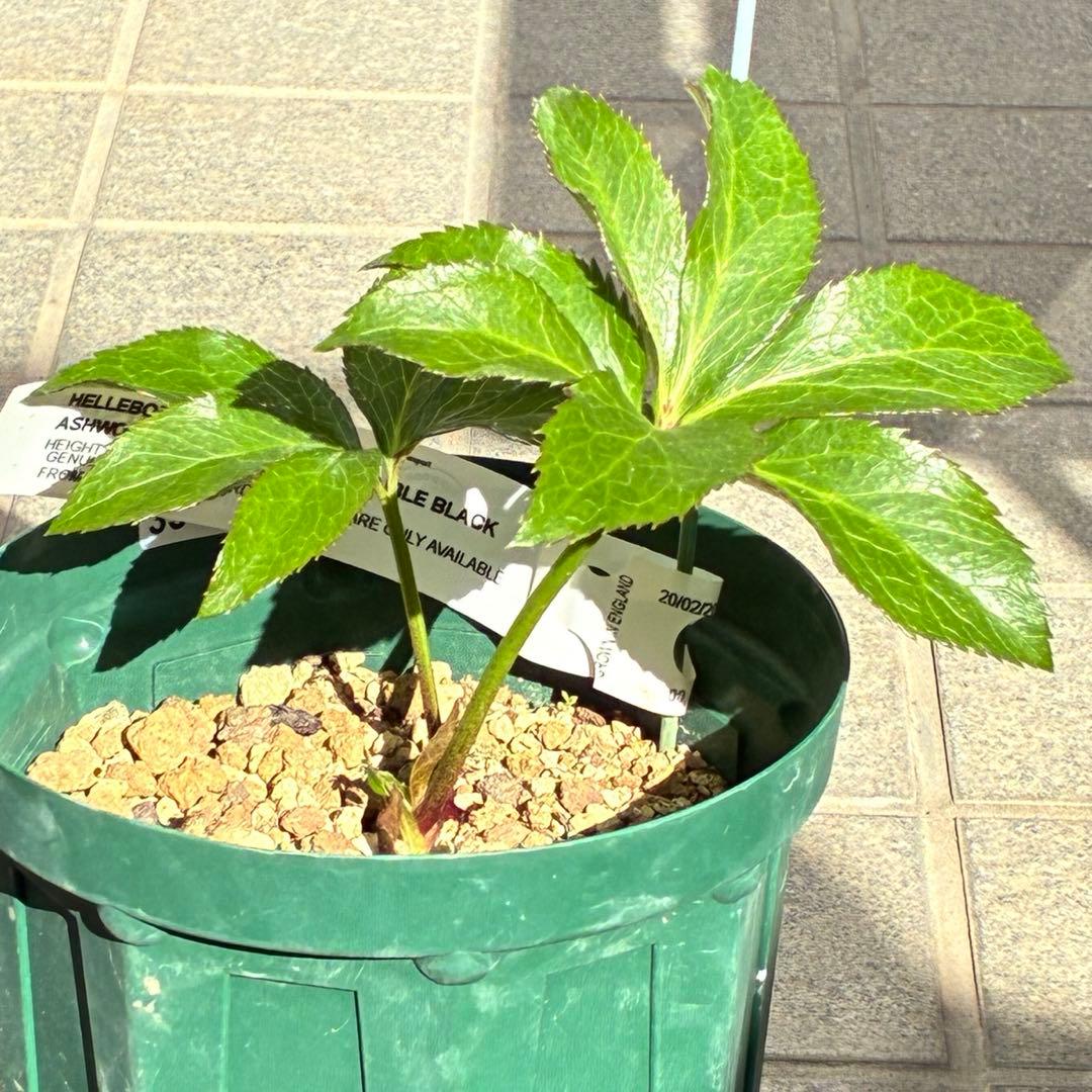 バ*カ様 ☘️タグ付き☘️3348⭐️Ashwood⭐️⭐️DD BLACK ⭐