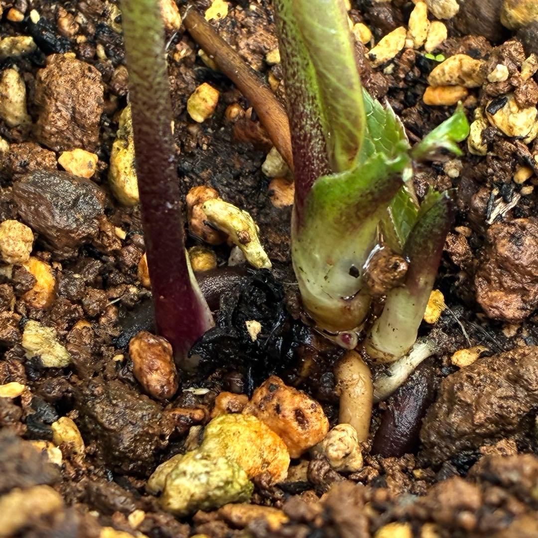 バ*カ様 ☘️タグ付き☘️3348⭐️Ashwood⭐️⭐️DD BLACK ⭐