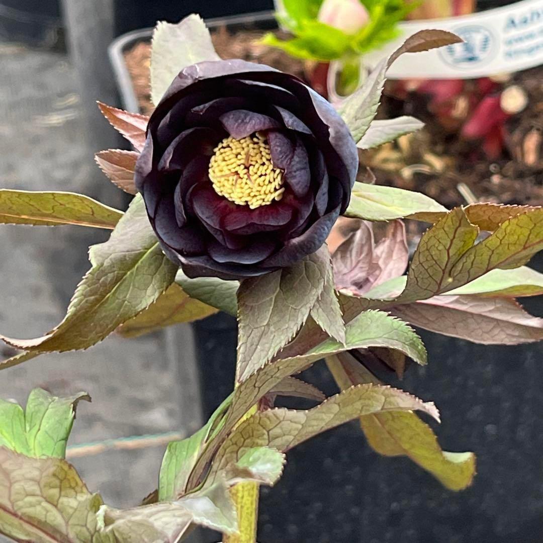 バ*カ様 ☘️タグ付き☘️3348⭐️Ashwood⭐️⭐️DD BLACK ⭐