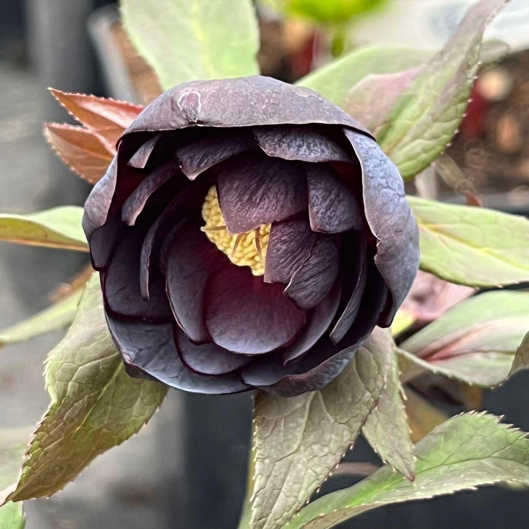 バ*カ様 ☘️タグ付き☘️3348⭐️Ashwood⭐️⭐️DD BLACK ⭐