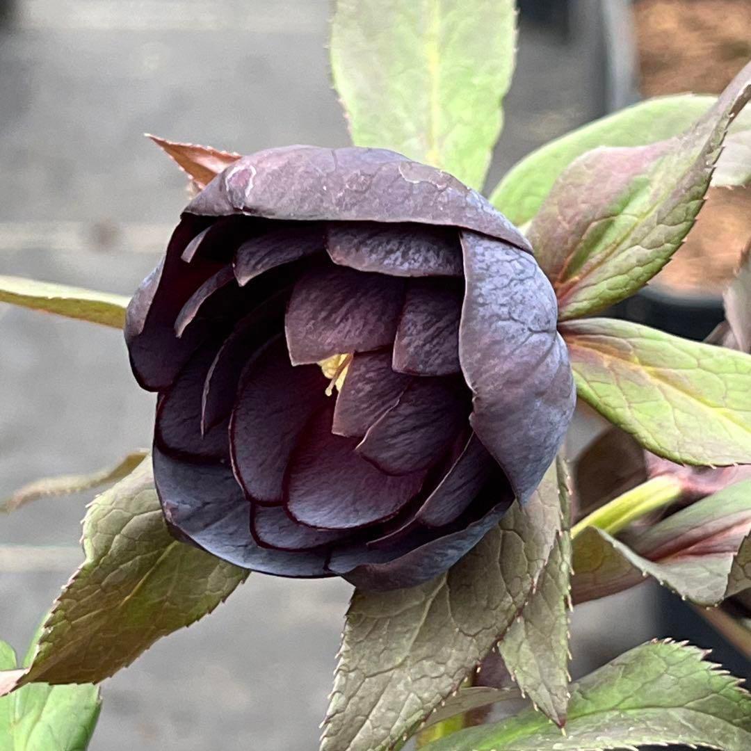 バ*カ様 ☘️タグ付き☘️3348⭐️Ashwood⭐️⭐️DD BLACK ⭐