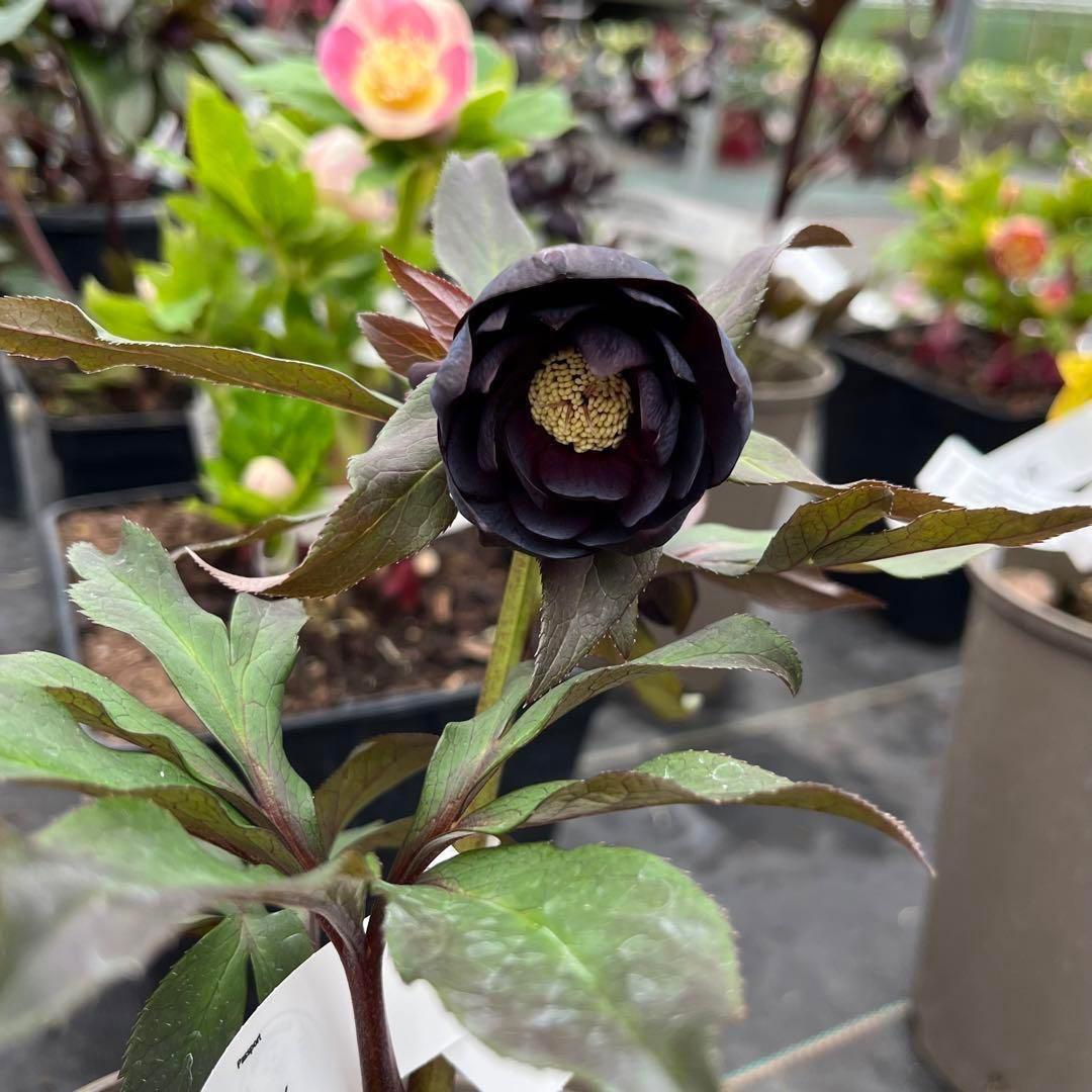 バ*カ様 ☘️タグ付き☘️3348⭐️Ashwood⭐️⭐️DD BLACK ⭐