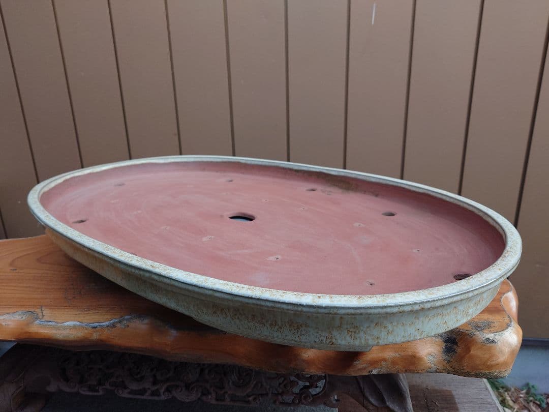 盆栽　鉢　緑巳斉春松　幅77cm