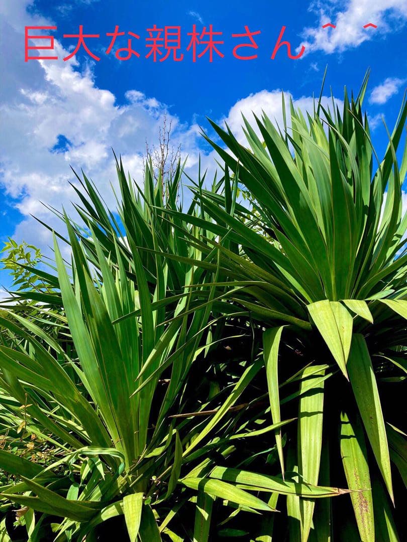 里山で完全野生化！幸運の木【ユッカグロリオサ＊アツバキミガヨラン】インドの鉢植え