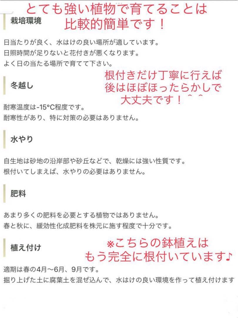 里山で完全野生化！幸運の木【ユッカグロリオサ＊アツバキミガヨラン】インドの鉢植え
