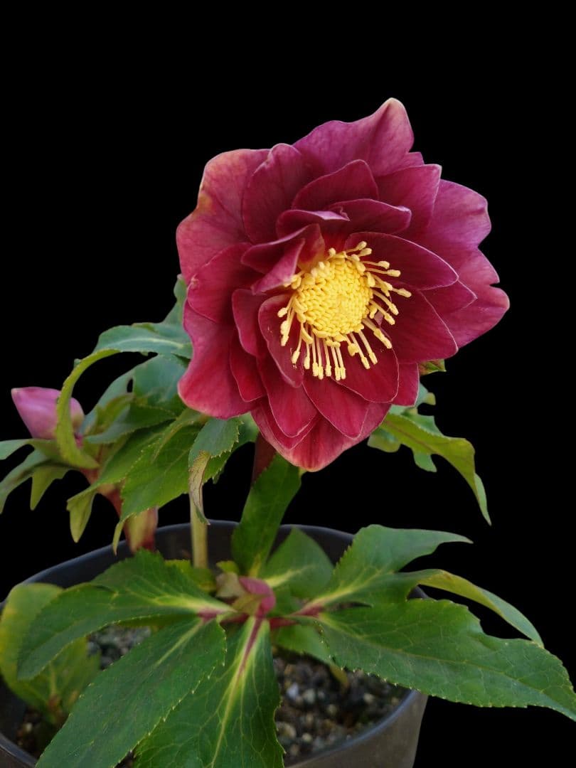 クリスマスローズ　濃深レッド　紅