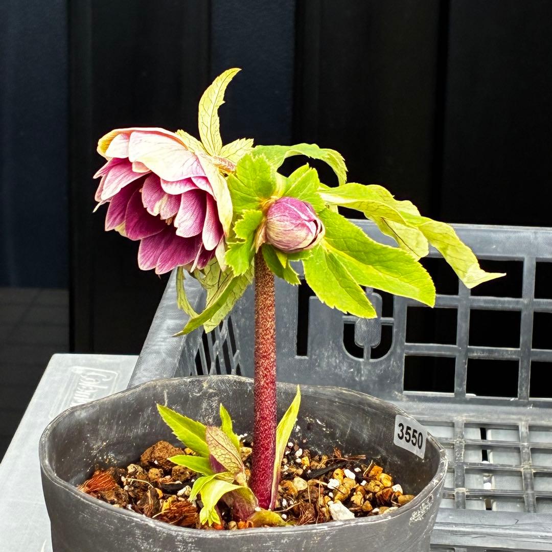 タ*ー様 3550☘️蕾花付き☘️⭐️ソレイユ⭐️紅ピンク⭐️広瀬園芸⭐️