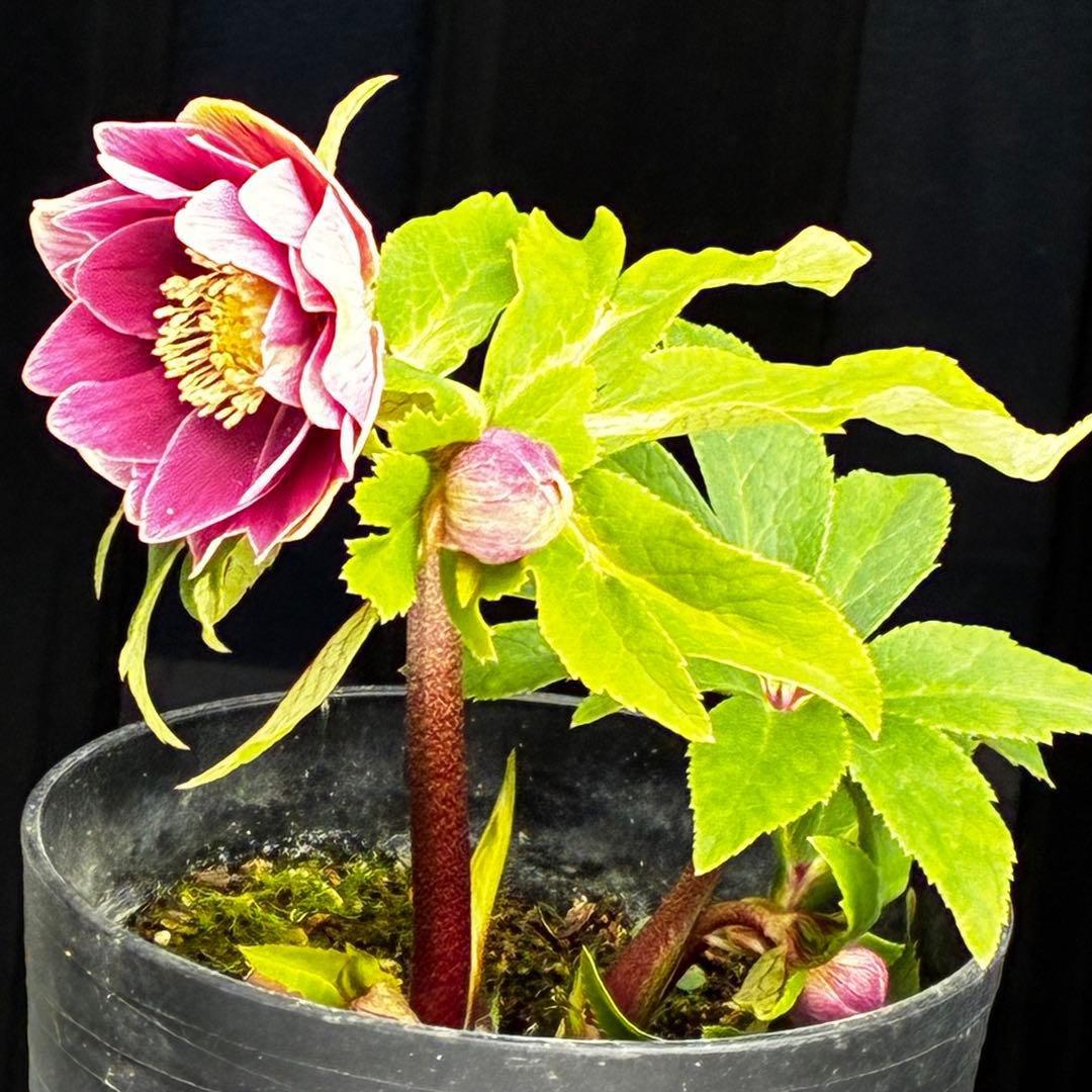 タ*ー様 3550☘️蕾花付き☘️⭐️ソレイユ⭐️紅ピンク⭐️広瀬園芸⭐️