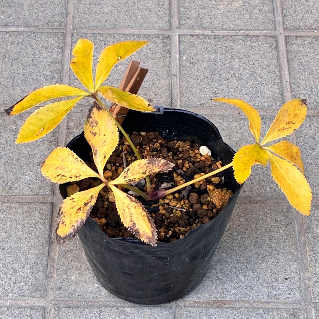 ˙*⋆様 3314⭐️超小輪⭐️フジタ⭐️オーレア⭐️ピコティーフラッシュ⭐️多