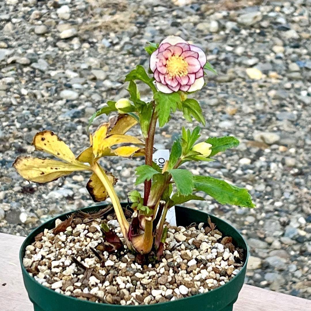 ˙*⋆様 3314⭐️超小輪⭐️フジタ⭐️オーレア⭐️ピコティーフラッシュ⭐️多