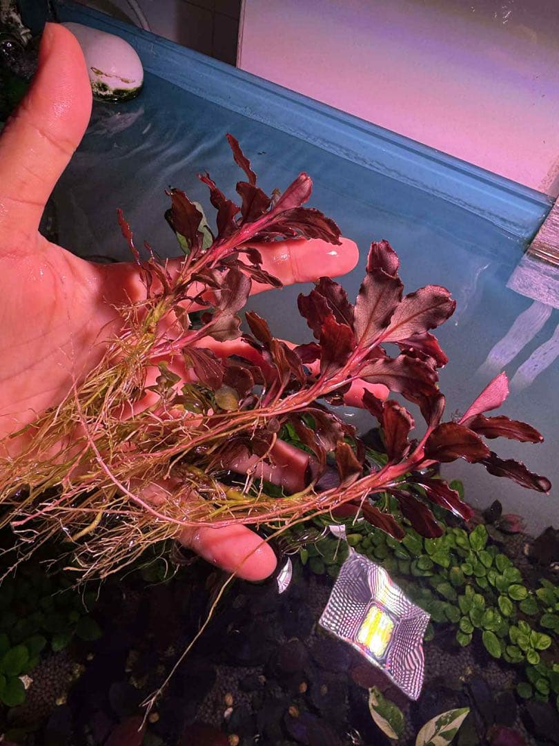 ブセファランドラ レッドクリスタル（大小ミックス）10株