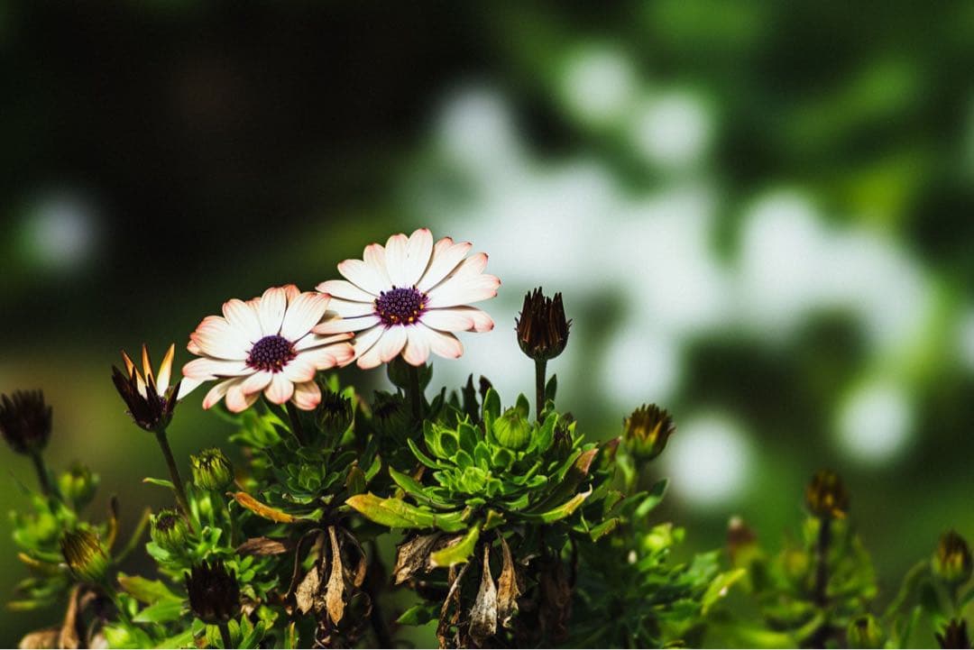 SONY 135mm F2.8 [T4.5] STF + zマウントアダプター