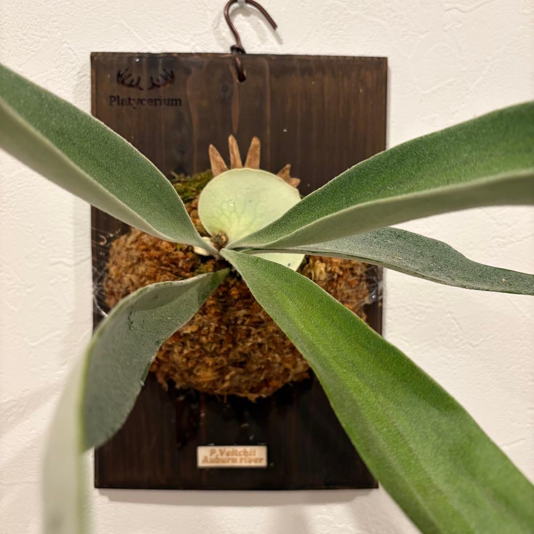 ビカクシダ　ベイチー　アーバンリバー