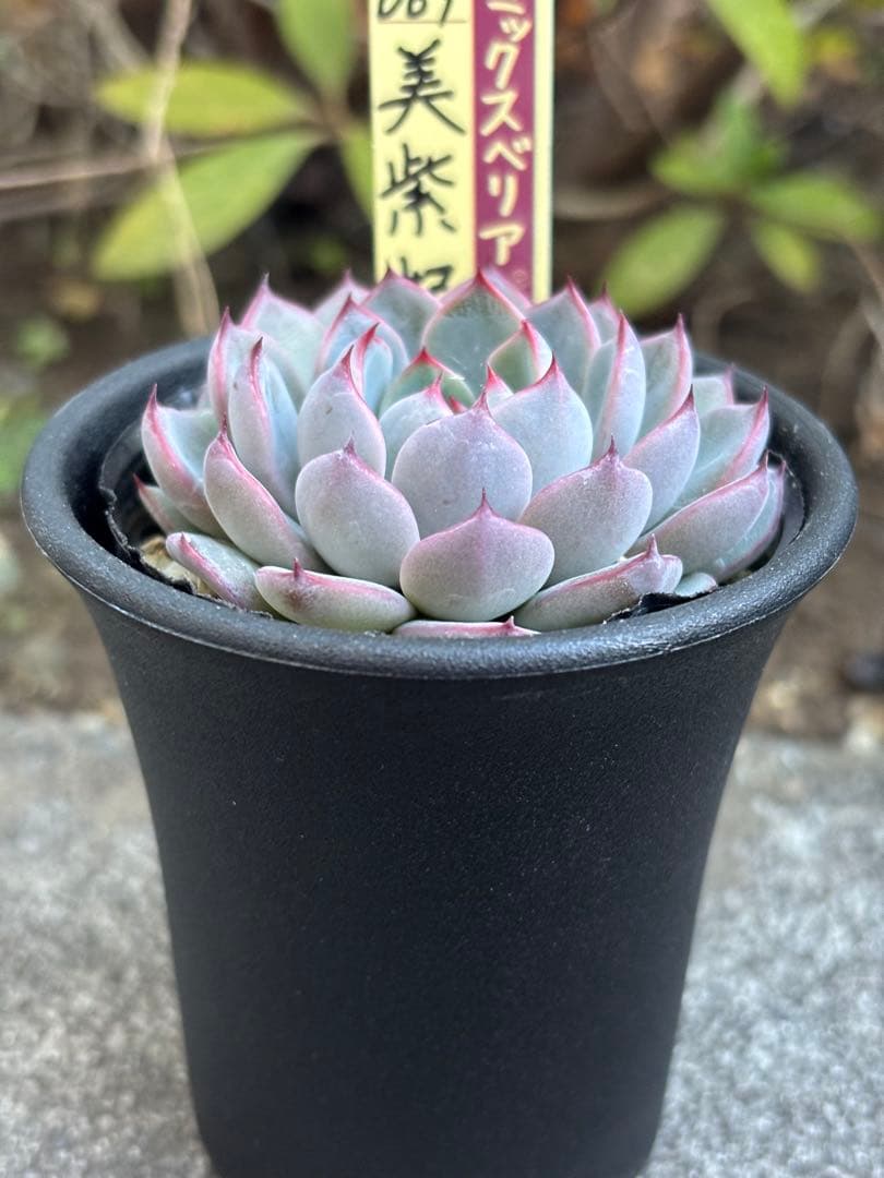 超希少 おらいさん苗 ミックスベリア 美紫妃 札付き 極上株 多肉植物③