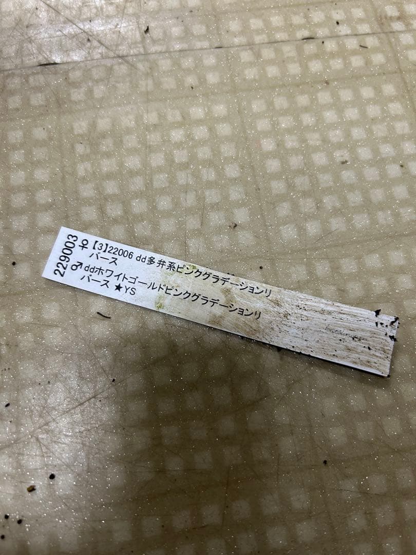 小輪系 ホワイトゴールドピンク交配 加藤農園 クリスマスローズ 同梱可能