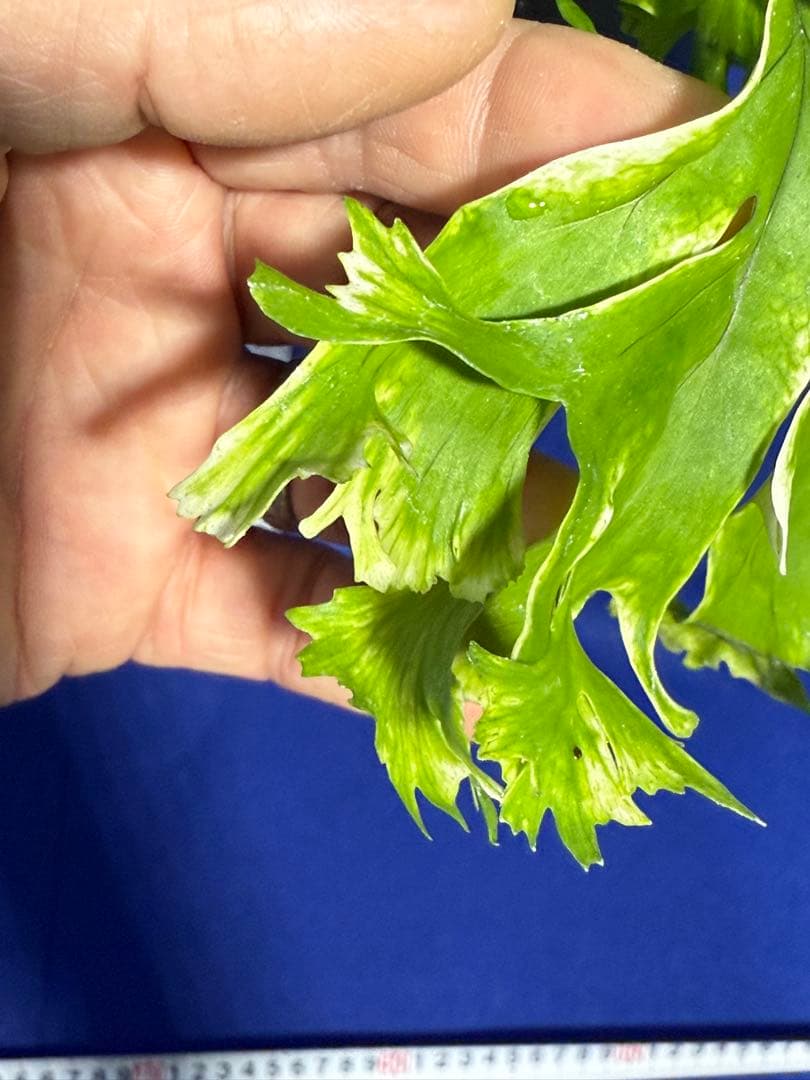 17 Microsorum sp.variegated 斑入りミクロソリュウム